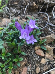 Penstemon cardwellii