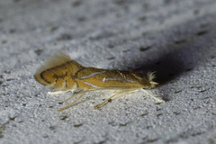 Phyllonorycter basistrigella