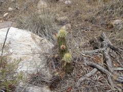 Echinocereus ledingii