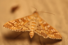 Epipagis fenestralis