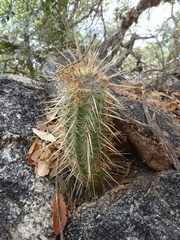 Echinocereus ledingii