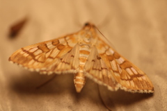 Epipagis fenestralis