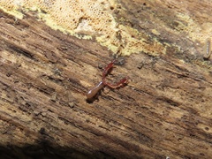 Neobisiidae