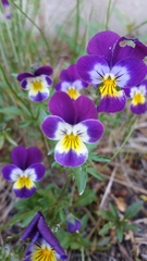 Viola × wittrockiana