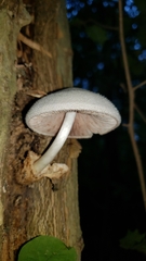 Paddy Straw Mushroom (Volvariella bombycina)