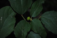 Neolitsea dealbata