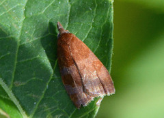 Cenopis diluticostana
