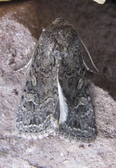 Apamea devastator
