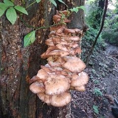 Armillaria mexicana
