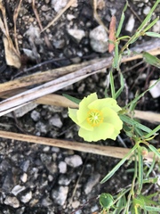 Cienfuegosia yucatanensis