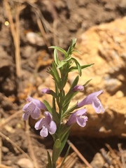 Hedeoma hyssopifolia