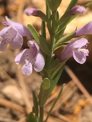 Hedeoma hyssopifolia