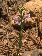 Hedeoma hyssopifolia
