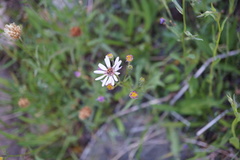 Symphyotrichum spathulatum