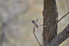 Rhipidura albiscapa