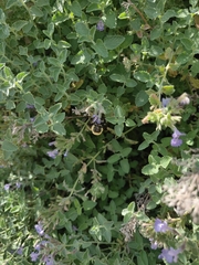 Bombus griseocollis