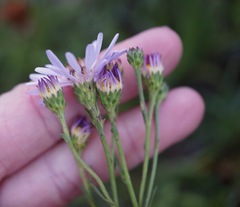 Symphyotrichum spathulatum