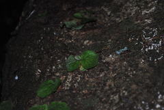 Platycerium superbum