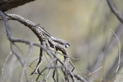 Rhipidura albiscapa