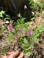 Dicentra formosa formosa