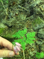 Dicentra formosa formosa