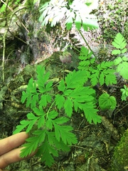 Dicentra formosa formosa