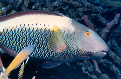 Halichoeres prosopeion