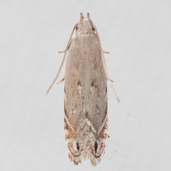 Battaristis nigratomella