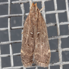 Helcystogramma melantherella