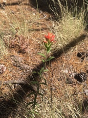 Castilleja nelsonii
