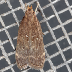 Helcystogramma melantherella