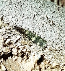 Oegoconia deauratella