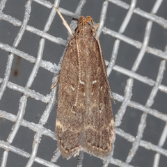 Helcystogramma melantherella