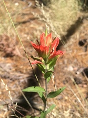 Castilleja nelsonii