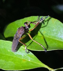 Diogmites platypterus