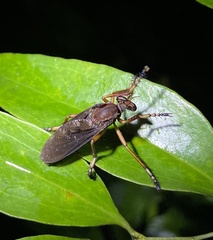 Diogmites platypterus