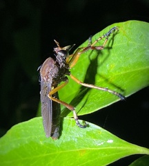 Diogmites platypterus