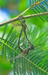 Hemicordulia asiatica