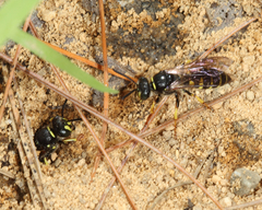 Aphilanthops frigidus