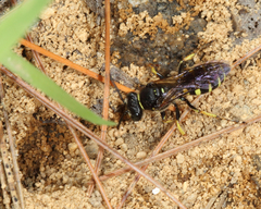 Aphilanthops frigidus