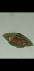 Pyrochlora rhanis