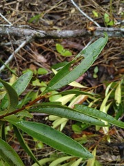 Samadera bidwillii