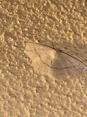 Sabulodes