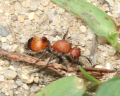 Dasymutilla nigripes
