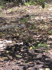 Aspidoscelis angusticeps