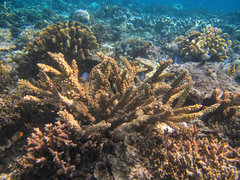Acropora florida