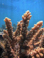 Acropora florida