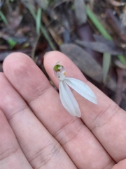 Caladenia picta