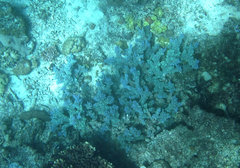 Acropora longicyathus