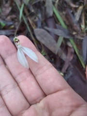 Caladenia picta